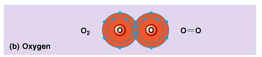 Double covalent bonds Two atoms can share more than one pair of electrons double bonds (2 pairs of electrons) triple bonds (3 pairs of electrons) Very strong bonds Multiple covalent bonds 1 atom can