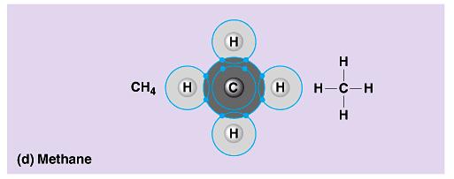 carbon Polar covalent bonds Pair of electrons not shared equally by 2 atoms Water = O + H oxygen has stronger attraction for the shared electrons than hydrogen oxygen has higher electronegativity