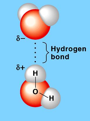 (play movie here) Hydrogen bonds Positive H atom in 1 water molecule is attracted to negative O in another Can occur wherever an -OH exists in a larger molecule Weak bonds Reductionist view of