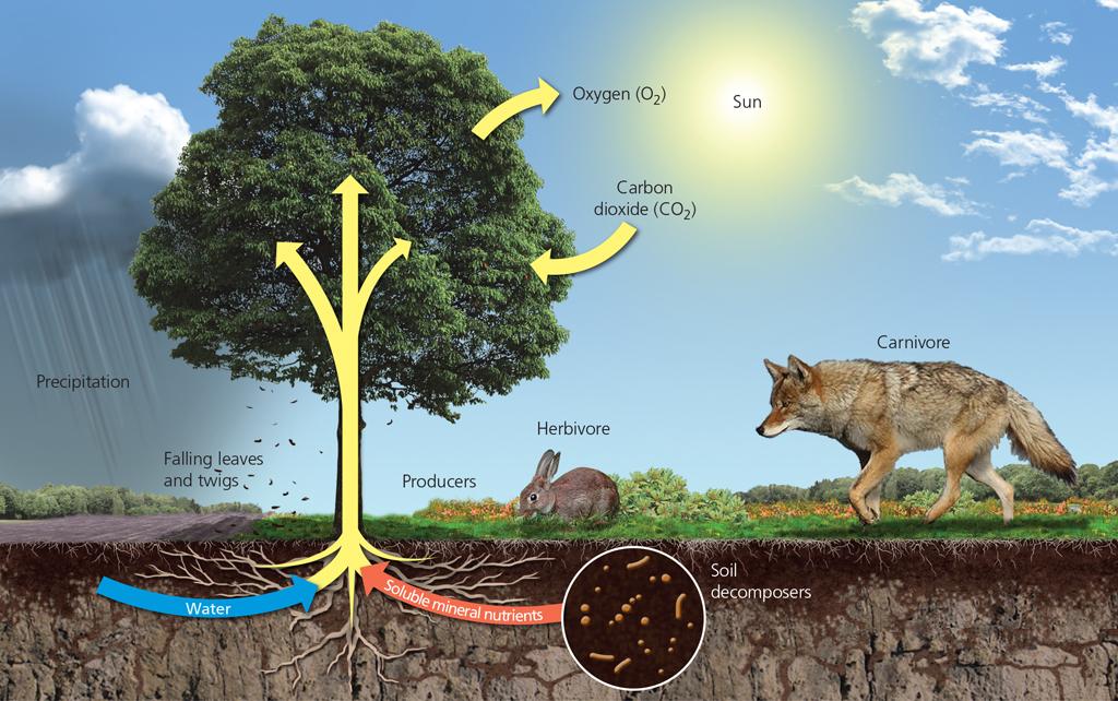 Soil Processes: Plants absorb inorganic chemicals from the soil and produce organic matter by way of photosynthesis.