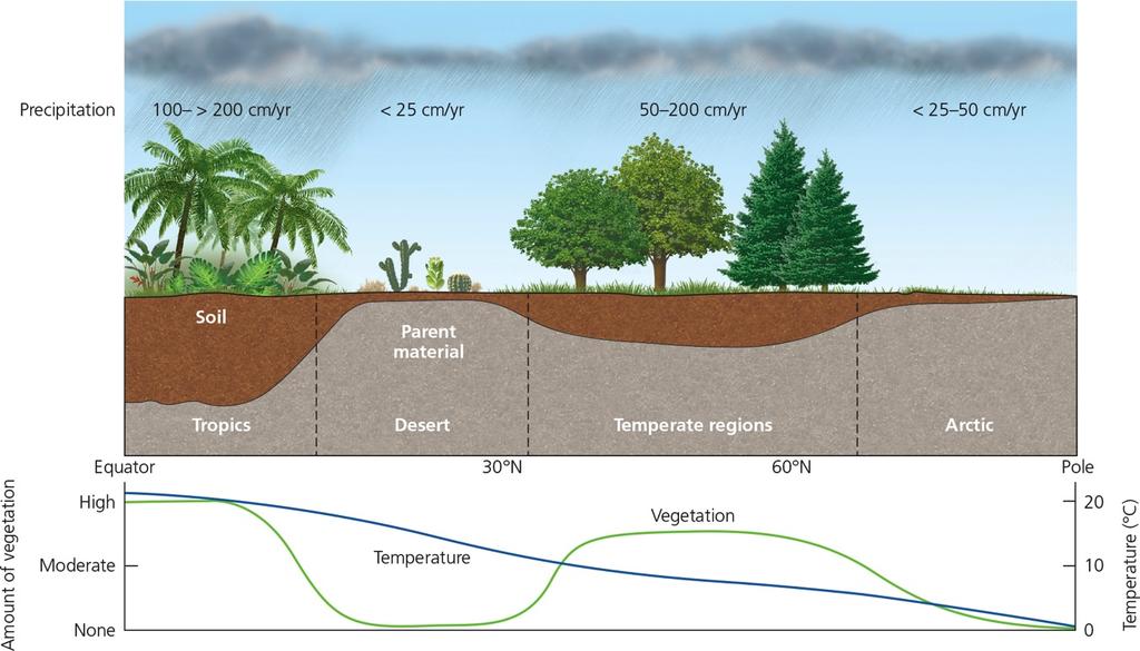 Variation of Soil Development with Climate: The richest soil develops in tropical regions where the abundant precipitation facilitates weathering of bedrock, development of vegetation, and