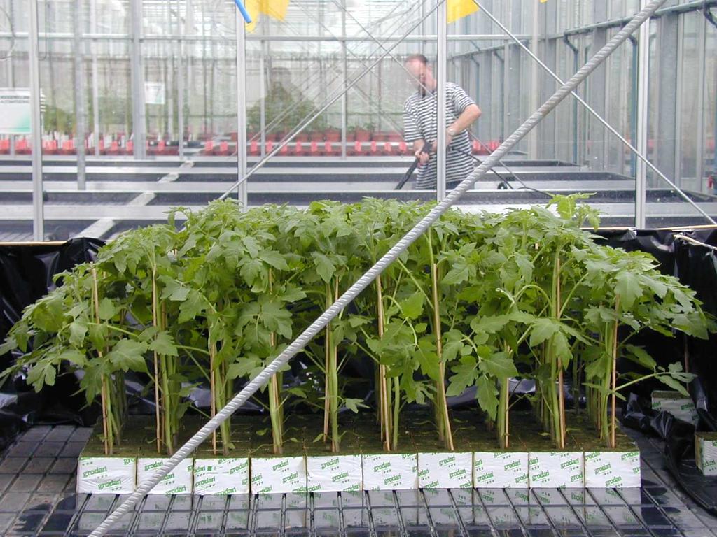 The phenotype of a cross section at the middle of the population of 8-week-old WT, B1/4, and B2/9 tomato plants, which were grown at high density in the greenhouse in Rock wool blocks, is shown.