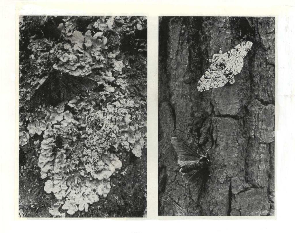 BISTON BETULARIA and industrial revolution Originally, the vast majority of peppered moths had light colouration, which effectively camouflaged them against the light-coloured trees and lichens which