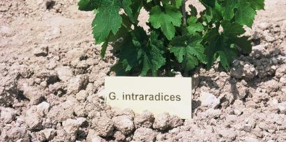 Four treatments were considered: non inoculated plants, and inoculation with one of the isolates tested in rootstock evaluation (Figure 3), G. intraradices BEG 72 and two native G.