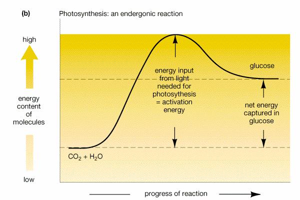 Endergonic Reactions: ( Uphill Reactions )