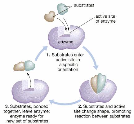Enzymes in Action: Chapter 6: