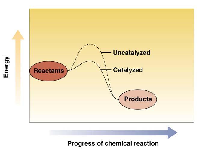 Enzymes Act as Catalysts Catalyst- agent that speeds up the rate of a chemical reaction without being consumed during the reaction Enzymes can accelerate reactions as much as 1016 over uncatalyzed