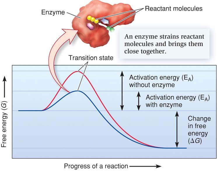 Enzymes Lower Activation Energy of a Reaction Enzyme binds to substrate with non-covalent bonds Holds substrate in position for reaction Distorts substrate into a transition state Enzyme is unchanged
