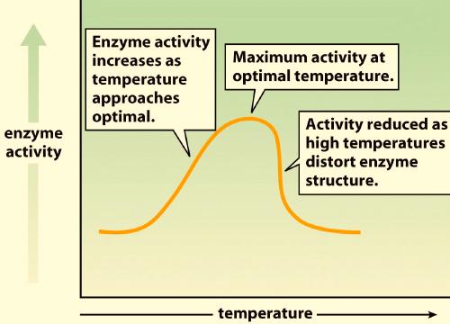 Enzyme Regulation Enzyme regulation a natural part of how cells function. Homeostasis in cells and organisms involves elaborate feedback mechanisms.