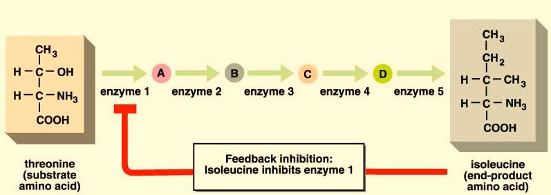 Energy Flow in Cells - 12 Feedback Inhibition Many enzymes are regulated by feedback mechanisms that tell the enzyme that its job is finished. Often the product of the reaction serves as this control.