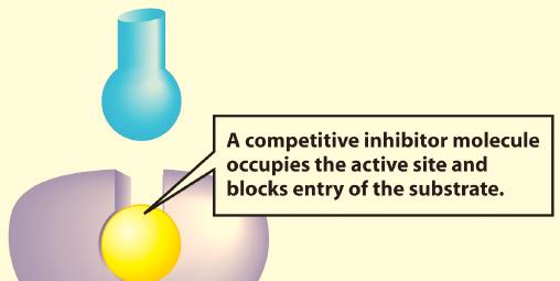 As the product is used up, its block of the enzyme is removed, and the enzyme can be active again. This process is called feedback inhibition.