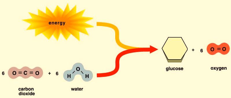 Energy Flow in Cells - 5 Endergonic Chemical Reactions Some chemical reactions require or consume energy -- the amount of energy in the products is more than that of the reactants.