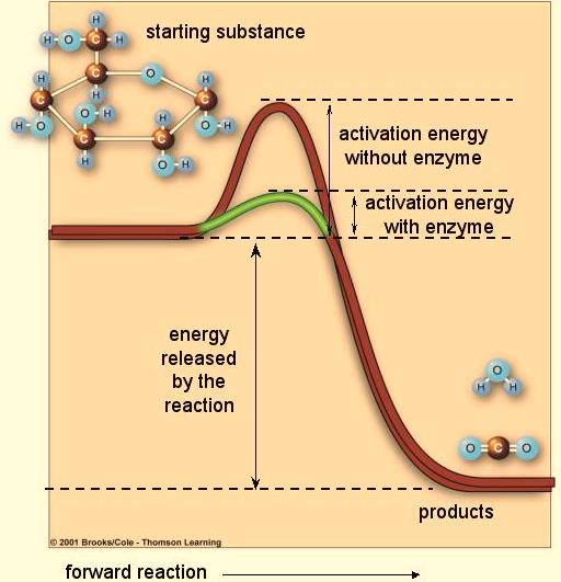 Endergonic Reactions of Photosynthesis Activation Energy Given enough time, an exergonic reaction can (and will) occur spontaneously.