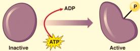 Energy Flow in Cells - 7 The product of the hydrolysis of ATP is a molecule of ADP and a free phosphate molecule (P i ).