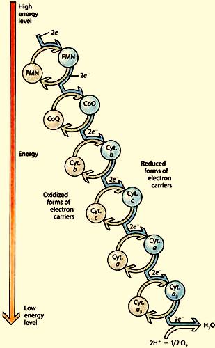 Oxidation-Reduction and Metabolism Since energy changes in cells involve energy transfers, oxidation-reduction reactions are important. It can be useful to review them.