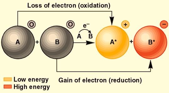 Oxidations and reductions are always coupled and are useful in controlling the energy released from an exergonic chemical reaction so that it can be made available for cell