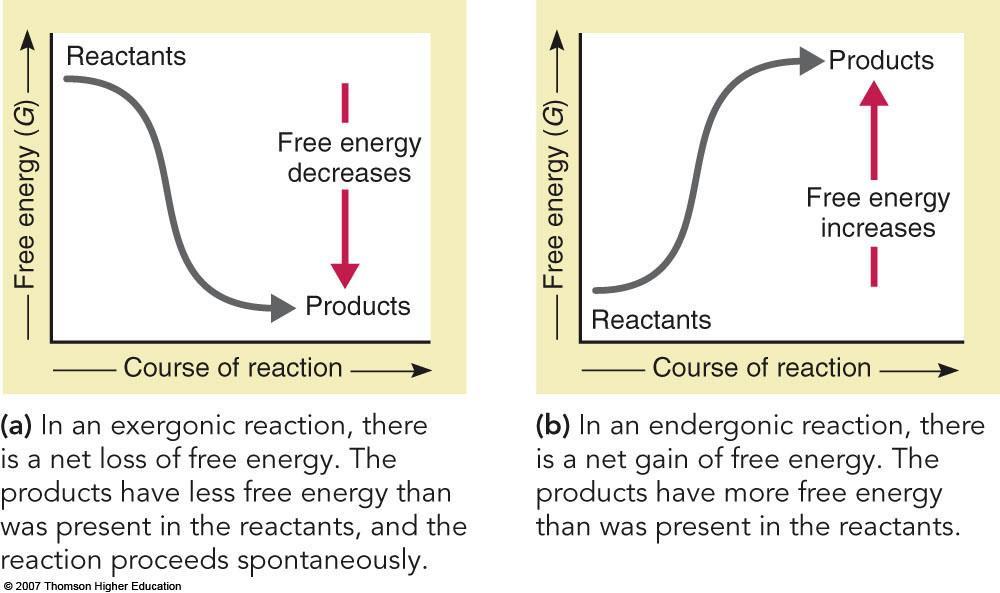 D. Chemical reactions involve changes in free energy 1. The Greek letter delta ( ) is used to refer to changes between initial and final states 2. G = H T S E.