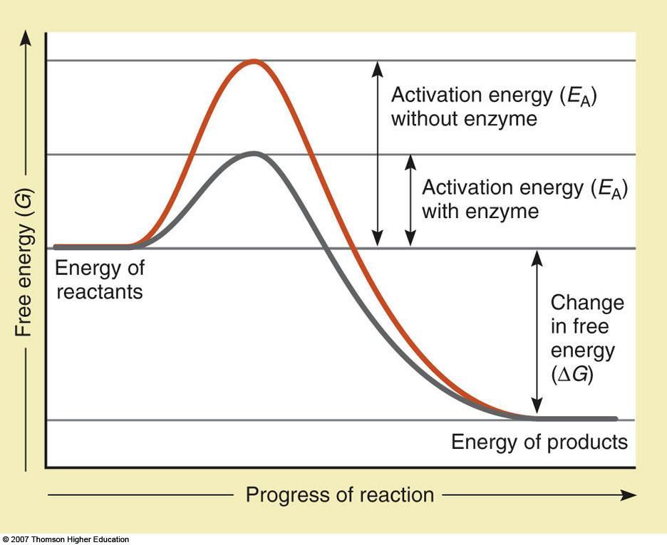 V. Redox Reactions A. Oxidation 1. Loss of electrons a. Oxidation involves the loss of energy B. Reduction 1. Gain of electrons a. Gain of energy 2.