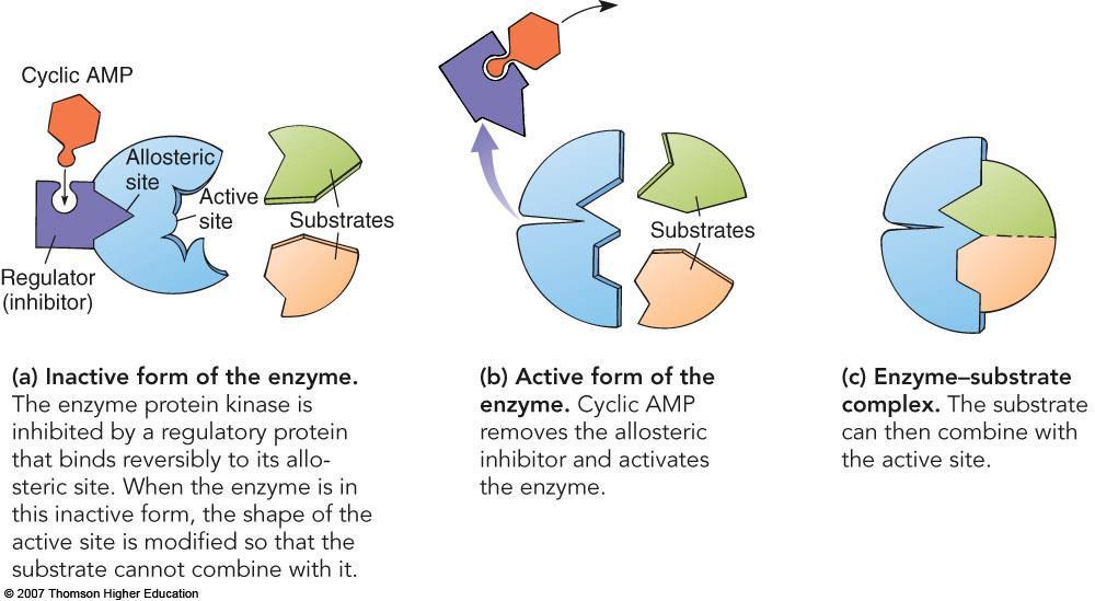 C. An enzyme lowers the activation energy needed to initiate a chemical reaction 1. Enzymatic action has no effect on the overall free energy D.