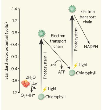 C 3 Photosynthesis, The Calvin-Benson Cycle CO 2 O 2 Photorespiration, PCO CO 2 RUBP Carboxylase/ oxygenase PGA ATP ADP (CH 2 O)n NADP+ + H+ NADPH ADP ATP RUBP RUBP Regeneration PCR Cycle Triose-P