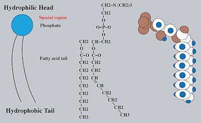 1. Simple: contain carbon, hydrogen, and oxygen and maybe liquid or solid at room temperature o Fats: common simple lipids and consist of glycerol bound to a fatty acid molecule with long chains of C