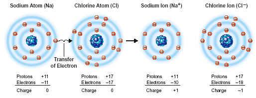 Atoms that gain electrons are called negative ions Because positive