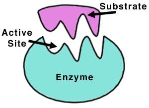 ENZYME STRUCTURE Enzymes work on substances called substrates Substrates