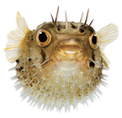 CHEMISTRY & YOU Why might this creature interest you if you were a chemist? Fugu, also known as puffer fish, is a sushi delicacy that can also be lethal.