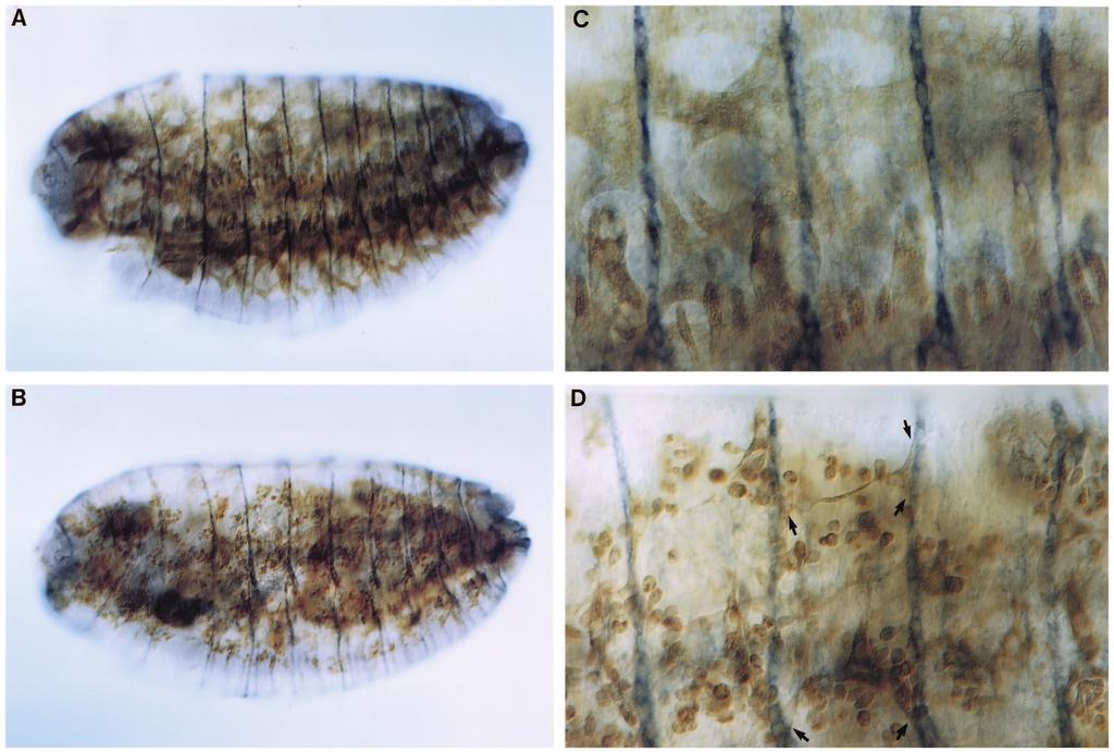 Founder cells and Drosophila myogenesis 1983 Fig. 3. 17-hour old embryos double stained with anti-myosin (brown) and anti-groovin (blue-black). (A,C) Wild type, (B,D) mbc C2 /mbc C3 mutant embryos.