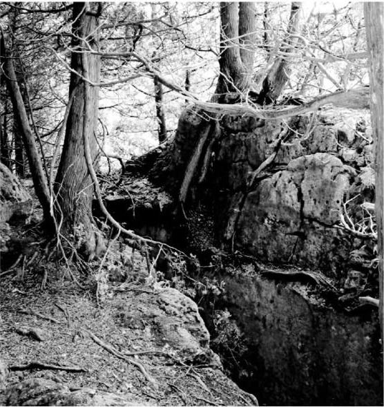 Eventually the roots may break the surface rocks entirely into large boulders.