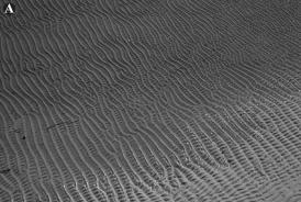 sandstone Wave ripples are straight-crested,