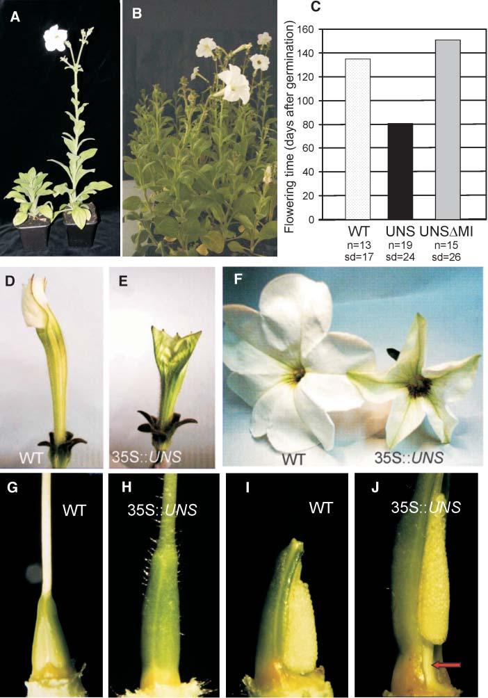1494 The Plant Cell Figure 3. Effect of UNS and UNSDMI Ectopic Expression on Petunia Plants.