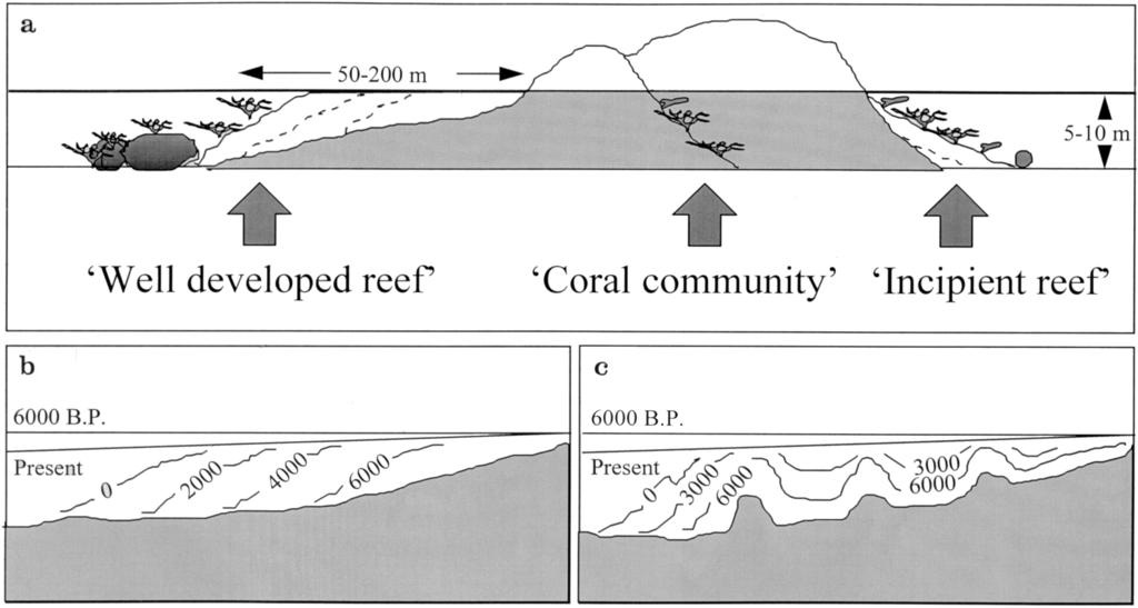 104 Fig. 1 Fringing reefs. a Definition of terms and typical dimensions of reefs studied. Dotted lines indicate earlier Holocene positions of reef margin. b Chappell et al.