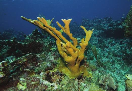 Unit 9: Coral Growth Let s take a look at two different species of coral in the northeastern Caribbean, Acropora palmata or elkhorn coral (figure 9-2a) is a very important reef-building coral in the