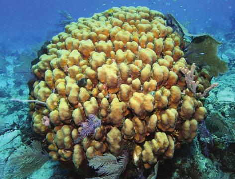 Other corals are slower growing, such as the boulder star coral, Montastraea annularis (figure 9-2b). This coral only grows about 0.3 inches (7.6 mm) per year (Gladfelter et al. 1978).