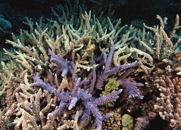 For more on currents see Unit 7:Distribution. C) GROWTH FORMS Why would scientists need to know a coral s growth form? Corals are very difficult to identify.