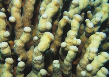 Each stony coral can be classified by one of these growth forms. Additionally, there are some growth forms that have sub-categories.