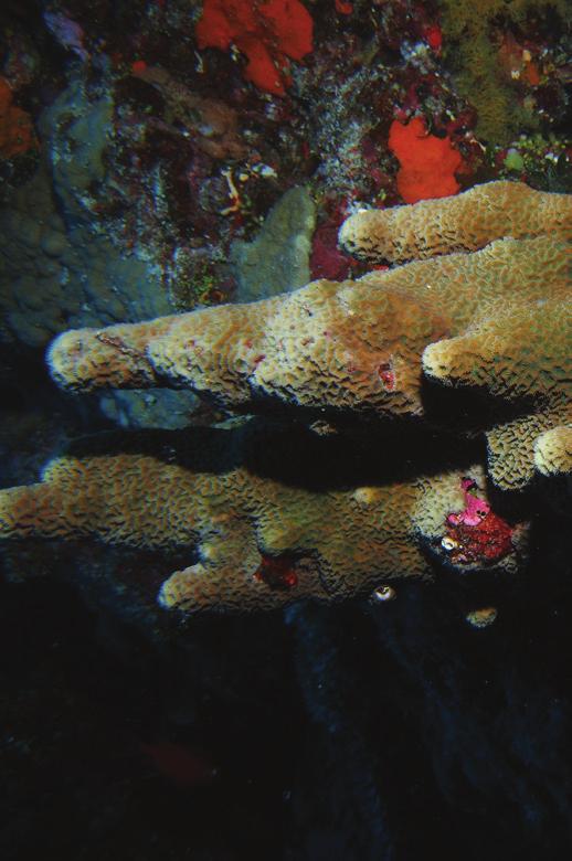 Branching corals can use fragmentation, a type of asexual reproduction, to create new coral colonies (see Unit 5: Coral Reproduction).