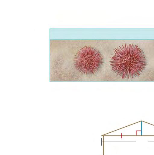 46. BIOLOGY A red sea urchin grows its entire life, which can last 200 ears. The diagram gives information about the growth in the diameter d of one red sea urchin.