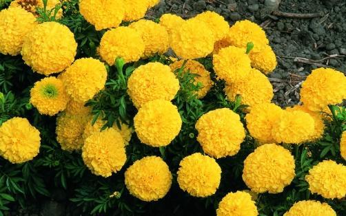 Influence of graded N and S rates on flower yield and color intensity of petals of oilseed rape (Brassica napus) and marigold (Calendula officinalis) Treatment Reps No.