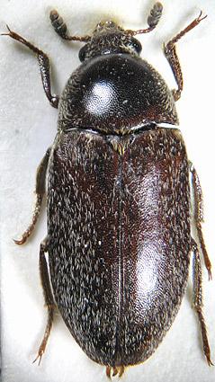 DARKLING BEETLE or STINK BEETLE Insecta Coleoptera Tenebrionidae Eleodes spp Found worldwide. 100 species in this genus in California. Forests, grasslands, and deserts.