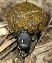 DUNG BEETLE Insecta Coleoptera Scarabaeidae Canthon imitator Worldwide, naturally present on every continent except Antarctica Wherever there is dung, grasslands, desert, forest Nocturnal scavengers,