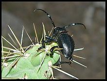 CACTUS LONGHORN BEETLE Insecta Coleoptera Cerambycidae Moneilema gigas North American deserts of the western US & N Mexico Hot arid desert Terrestrial, nocturnal Wild: chollas, prickly pear cacti &