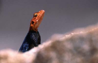 temperature approaches Namib desert lizard -