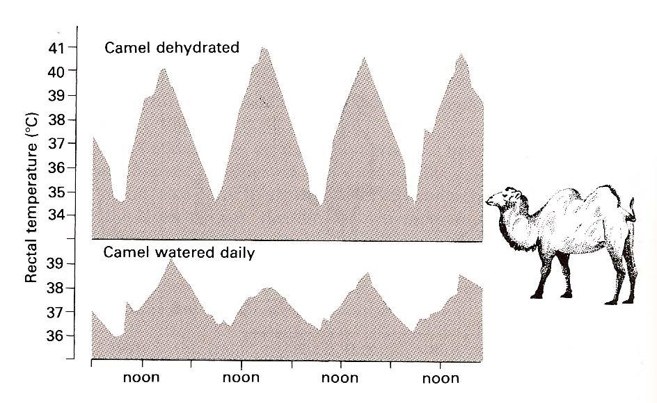Behaviour of a Dehydrated
