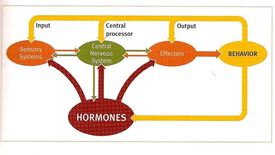 Complex Effects of Hormones Dugatkin, p83, Fig 3.
