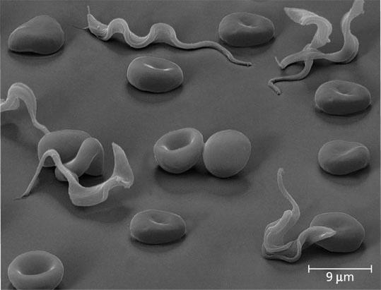 c. Apiocomplexans d. Dianoflagellates 8. Plasmodial slime molds belong to clade a. Stramenopila b. Ameobozoa c. Rhodophyta d. Alveolata 9.