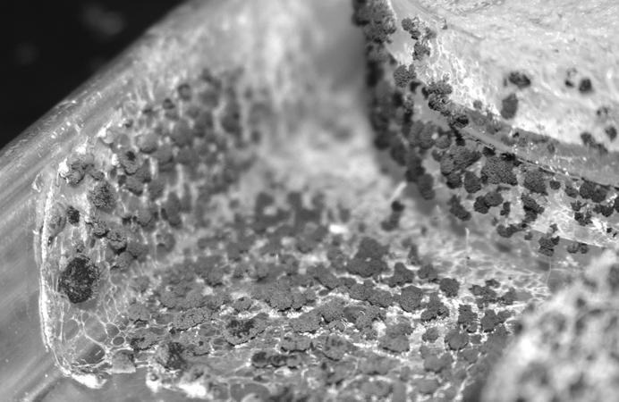 IIIb. Sporangia. view the examples of plasmodial slime mold sporangia on demonstration.