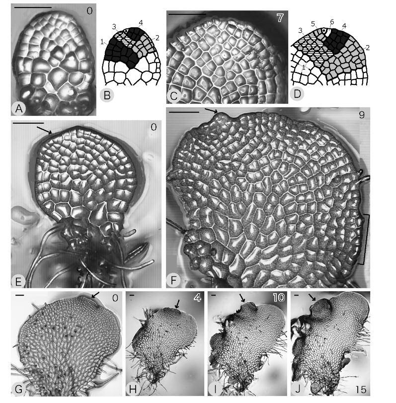 146 FERN GAZ. 19(5):141-156. 2013 Based on the comparative development mentioned above, strap-shaped gametophytes can be regarded as a sub-type of the cordate type, i.e. highly elongated cordate gametophytes.