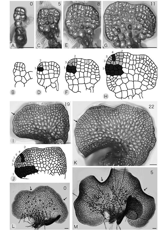 148 FERN GAZ. 19(5):141-156. 2013 Figure 4. Development of Vittaria sp. A, C, E, G, I, K-M. Epi-illuminated micrographs. B, D, F, H, J. Line drawings of A, C, E, G, and I, respectively.